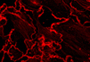 Small GTPase Retroviral Expression Plasmids